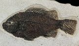 Beautiful Pair Of Cockerellites (Priscacara) Fossil Fish - Wyoming #51266-2